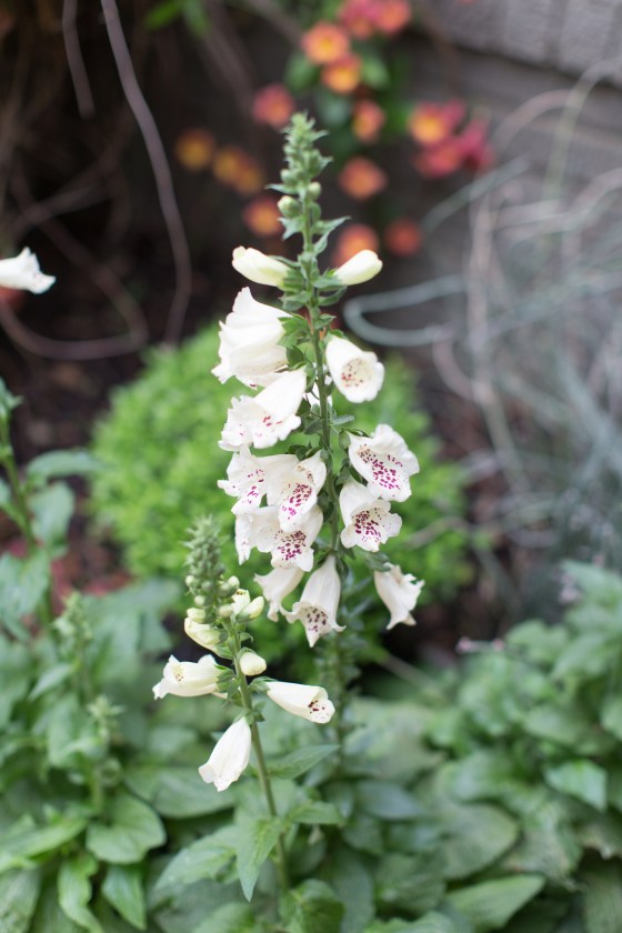 rachelandjames 0004-2