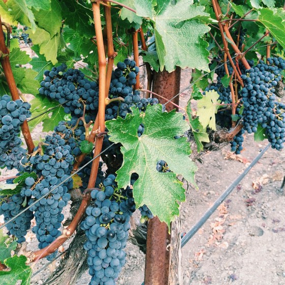 Processed with VSCOcam with c1 preset